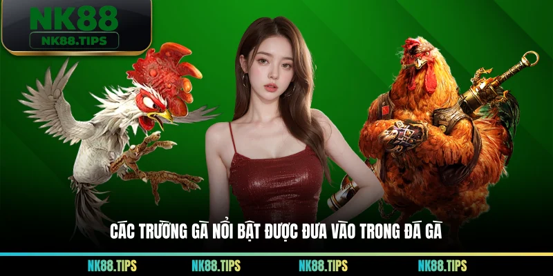 Các trường gà nổi bật được đưa vào trong đá gà