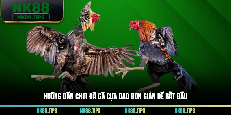 Hướng dẫn chơi đá gà cựa dao đơn giản dễ bắt đầu